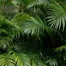 Areca Palm plant growing in terracotta pot at home