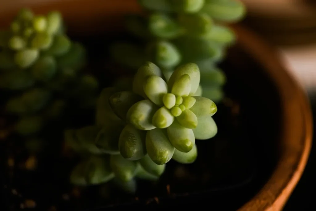 Baby Toes Succulent plant growing in terracotta pot at home