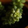 Baby Toes Succulent plant growing in terracotta pot at home