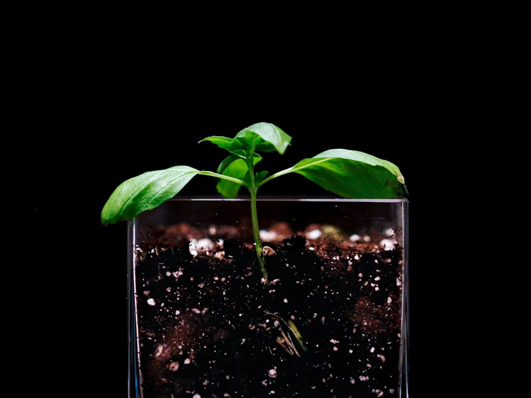 Baby Toes Succulent plant growing in terracotta pot at home — baby toes succulent propagation