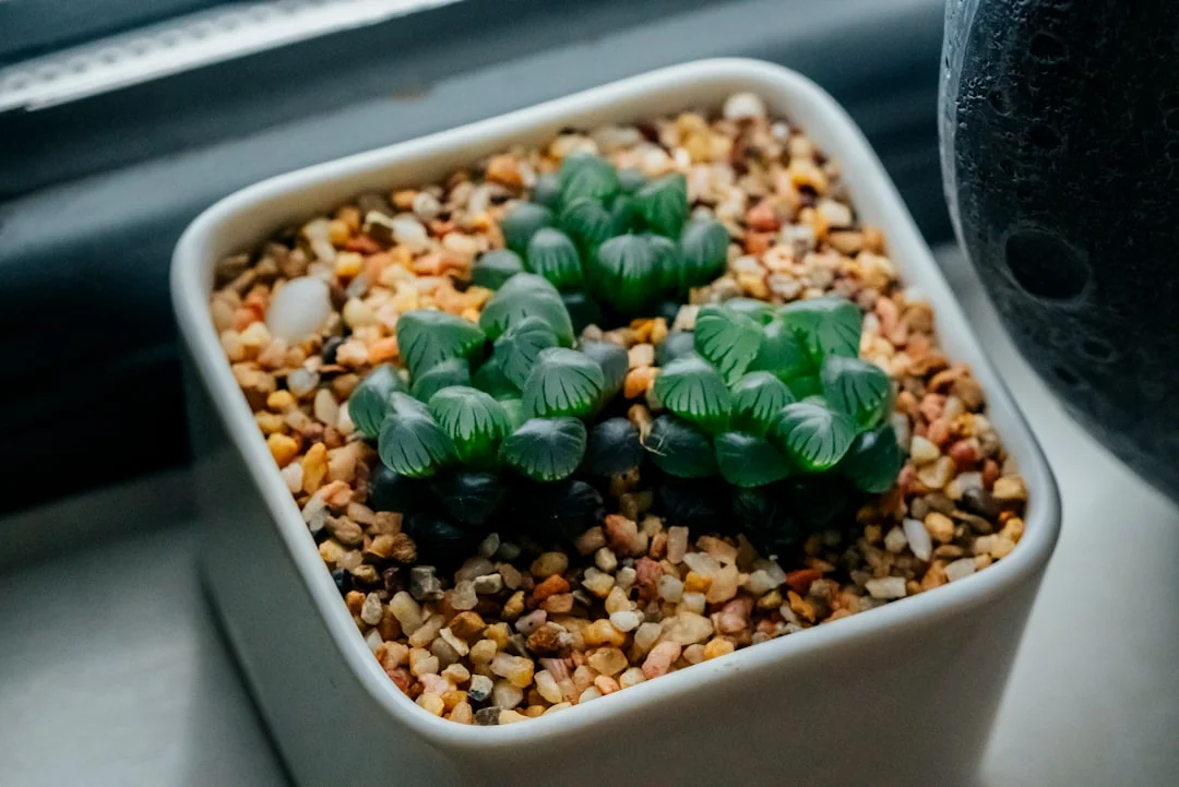 Baby Toes Succulent plant growing in terracotta pot at home — baby toes succulent care