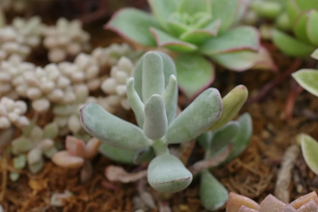 Baby Toes Succulent plant growing in terracotta pot at home — baby toes succulent care