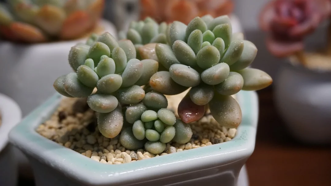 Baby Toes Succulent plant growing in terracotta pot at home — baby toes succulent care