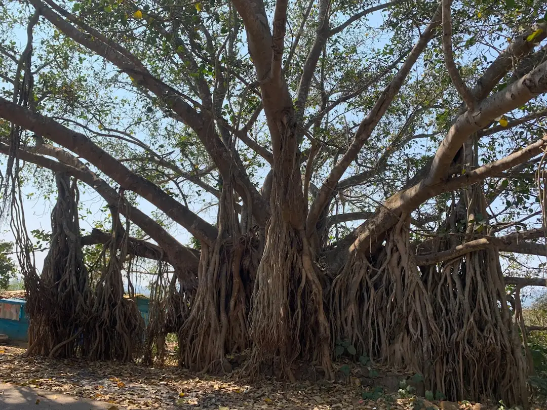 Banyan Tree plant growing in terracotta pot at home — banyan tree vastu benefits