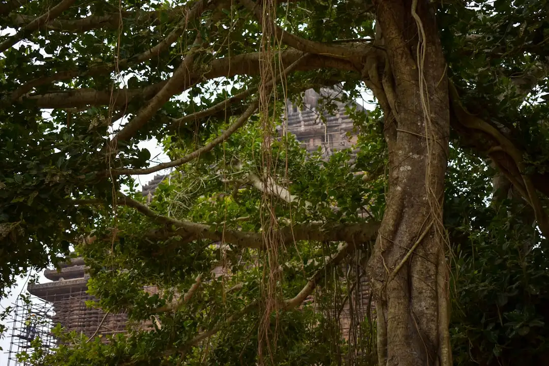 Banyan Tree plant growing in terracotta pot at home — banyan tree vastu benefits