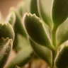 Bear Paw Succulent plant growing in terracotta pot at home
