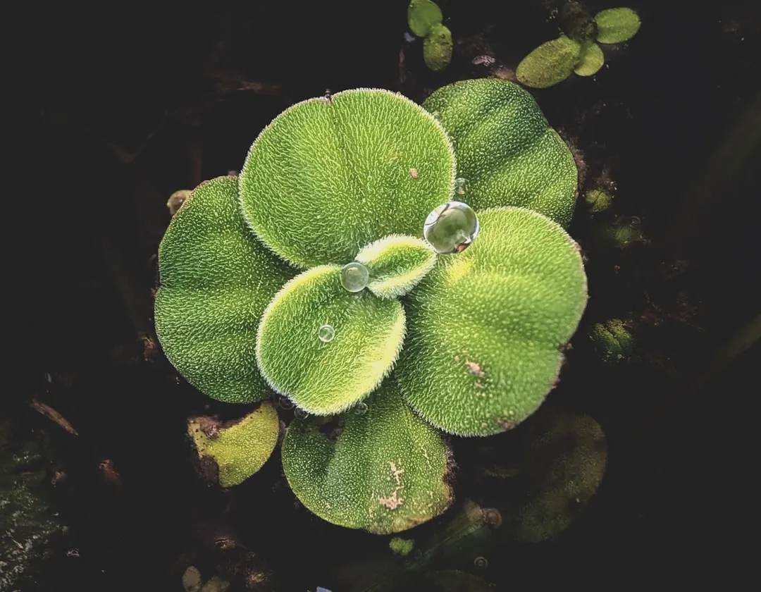 Bear Paw Succulent plant growing in terracotta pot at home — bear paw succulent care