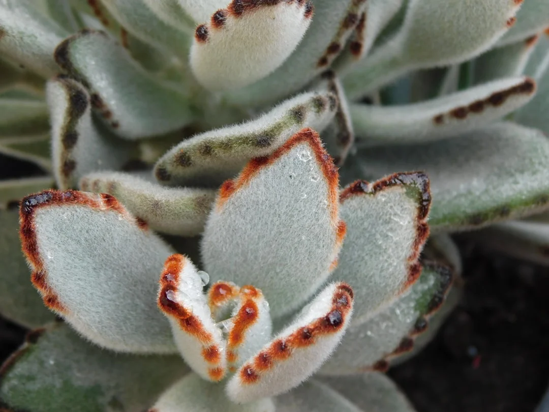 Bear Paw Succulent plant growing in terracotta pot at home — bear paw succulent care