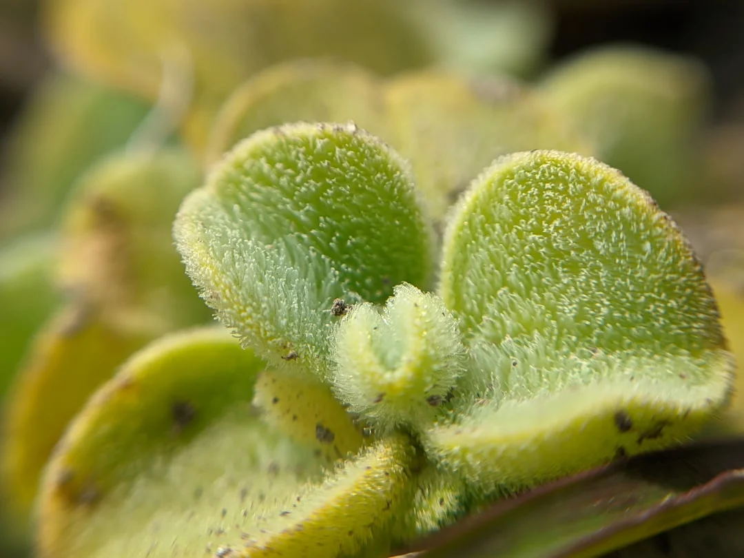 Bear Paw Succulent plant growing in terracotta pot at home — bear paw succulent care