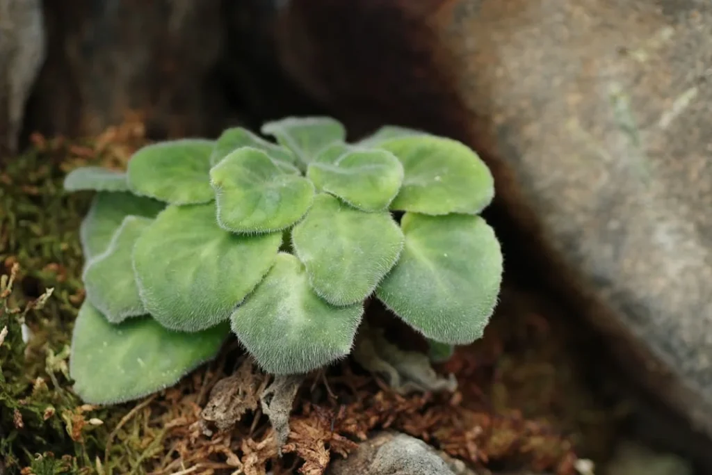 Bear Paw Succulent plant growing in terracotta pot at home