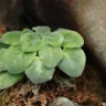 Bear Paw Succulent plant growing in terracotta pot at home