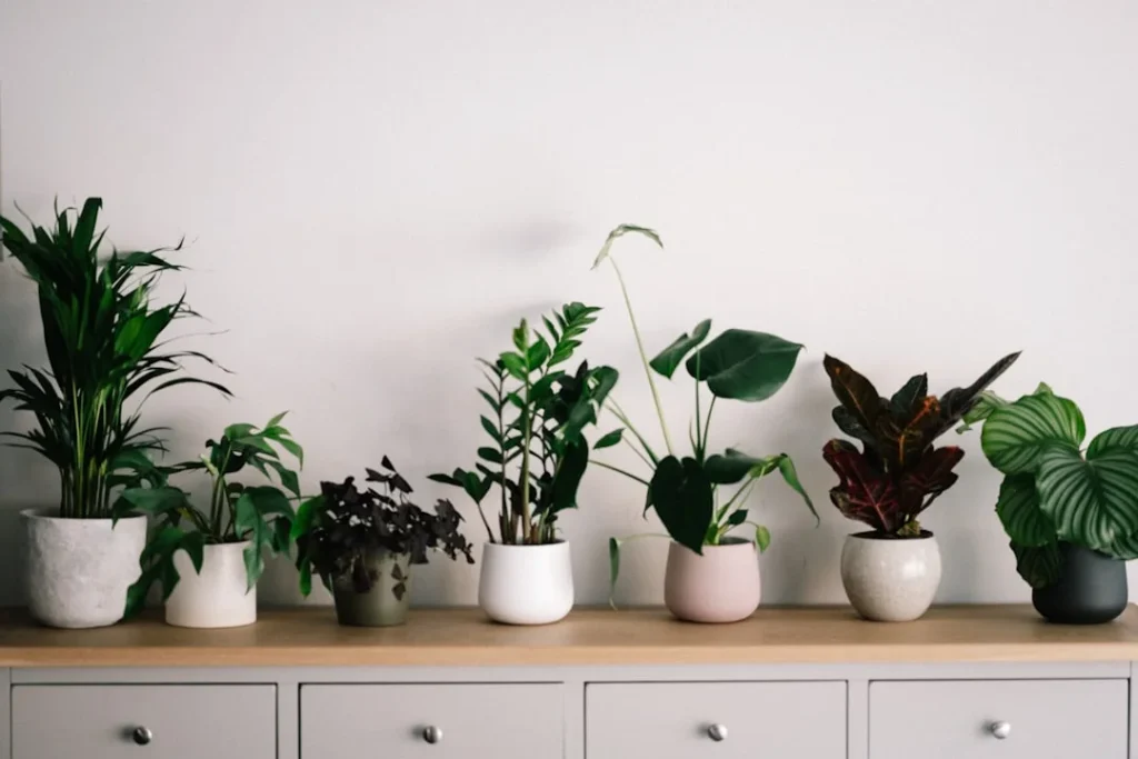 Best Potting Mix for Indoor Plants plant growing in terracotta pot at home