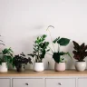 Best Potting Mix for Indoor Plants plant growing in terracotta pot at home