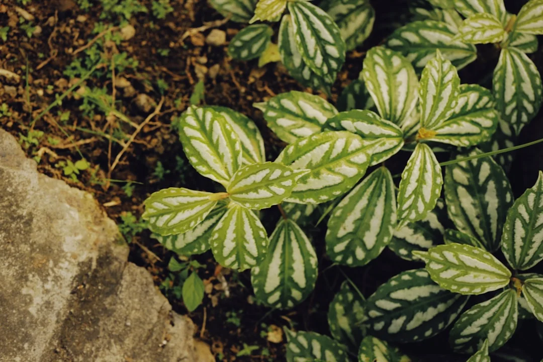 Broken Heart Plant plant growing in terracotta pot at home — broken heart plant care guide