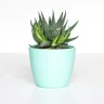 Burro's Tail Succulent plant growing in terracotta pot at home