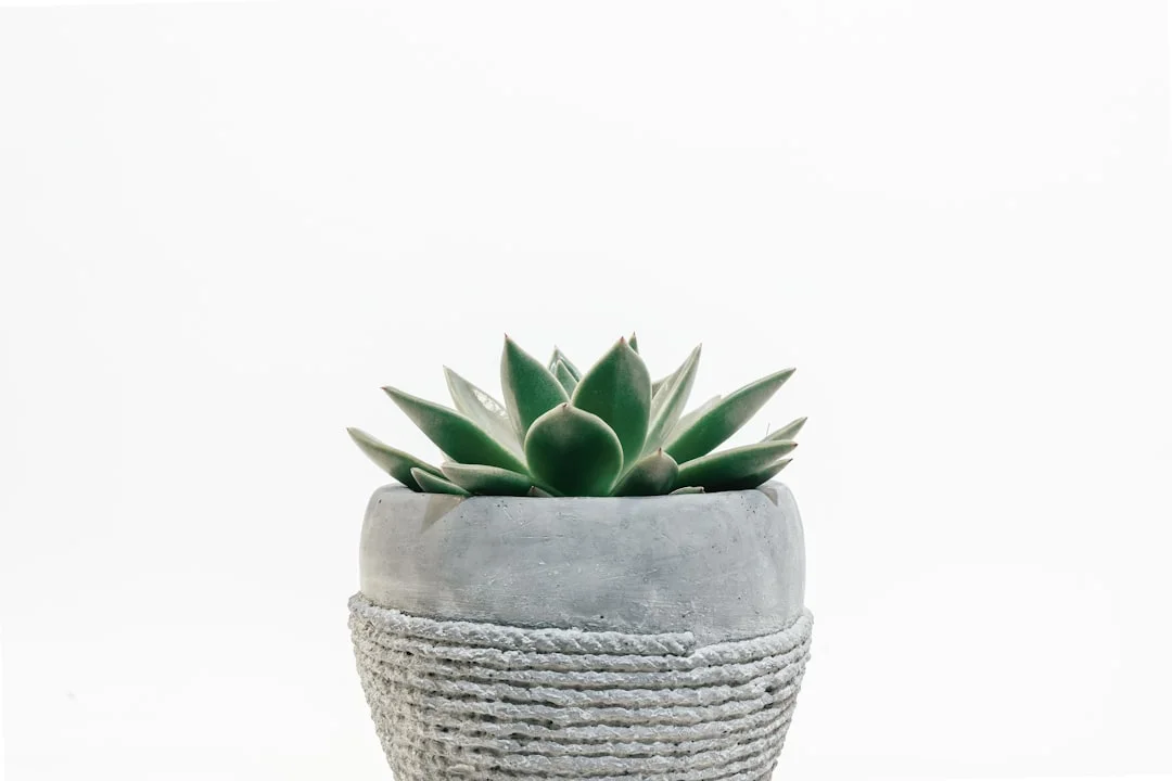 Burro's Tail Succulent plant growing in terracotta pot at home — burro's tail succulent care
