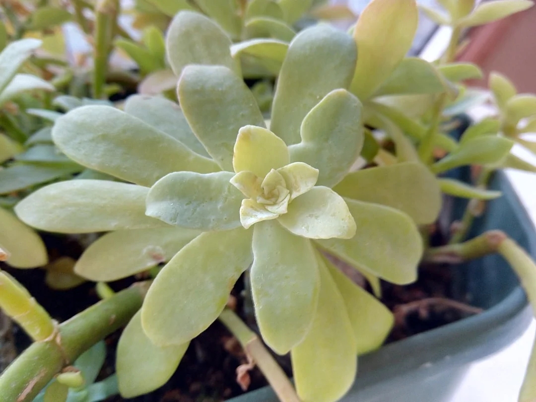Burro's Tail Succulent plant growing in terracotta pot at home — burro's tail succulent care