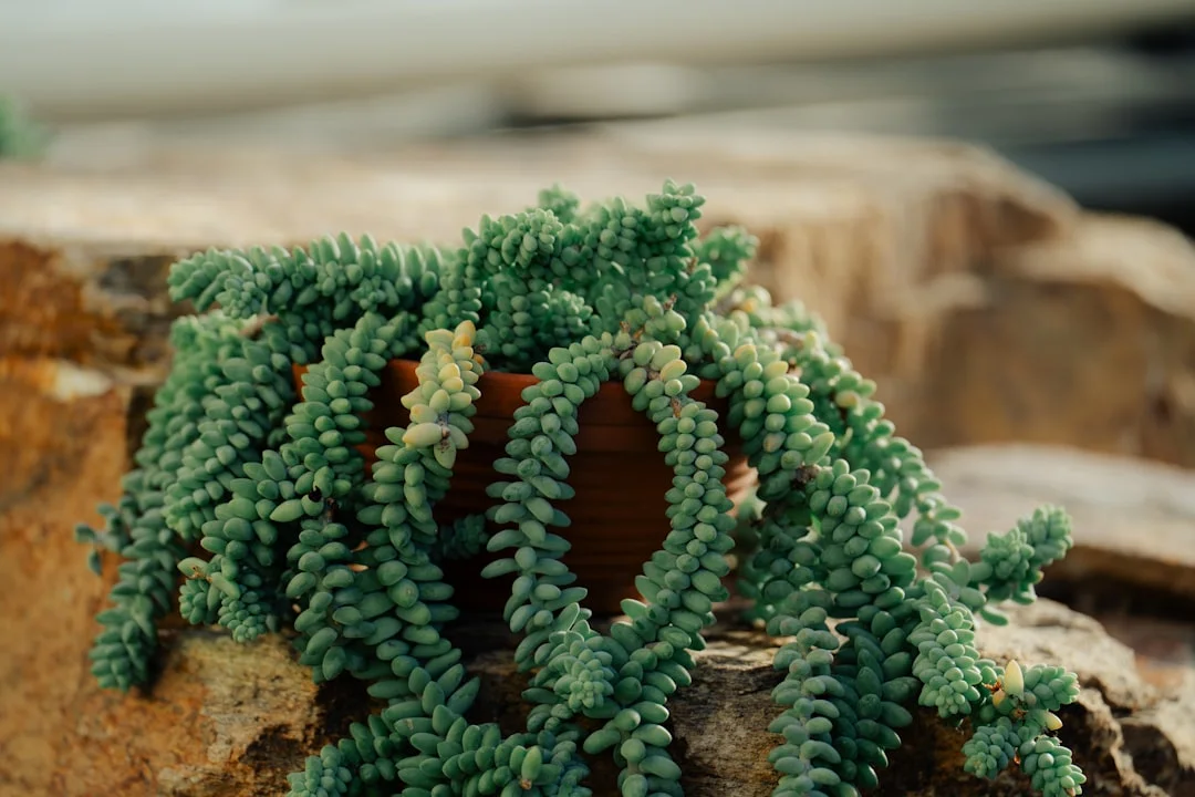 Burro's Tail Succulent plant growing in terracotta pot at home — burro's tail succulent care