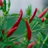 Chilli Plant plant