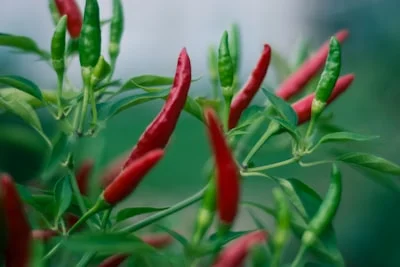 Chilli Plant plant