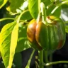Capsicum Plant plant