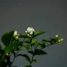 Jasmine plant