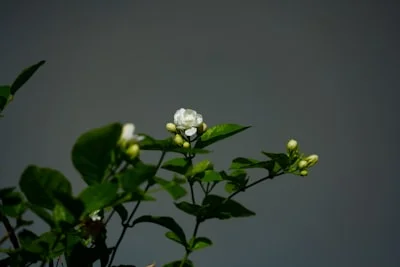 Jasmine plant