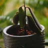 Mango Tree plant