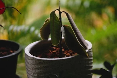 Mango Tree plant