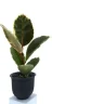 Rubber Plant plant