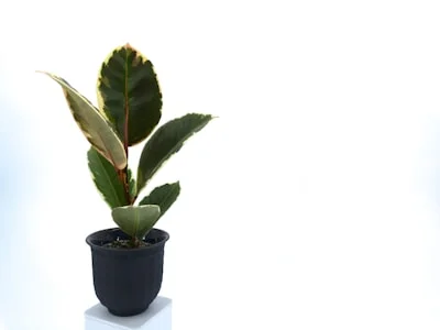 Rubber Plant plant