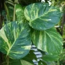 Golden Pothos plant