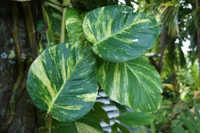 Golden Pothos plant