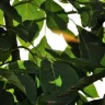Peepal Tree plant