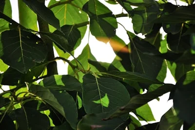 Peepal Tree plant