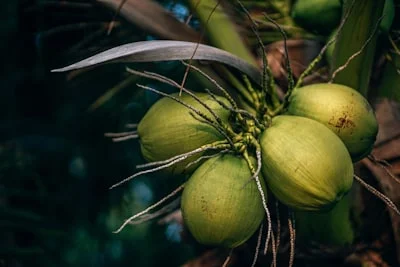 Coconut Tree plant