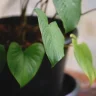 Philodendron plant