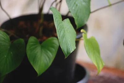 Philodendron plant
