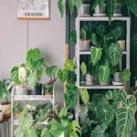 Indoor Plants Humidity plant