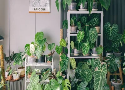 Indoor Plants Humidity plant