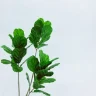 Fiddle Leaf Fig plant