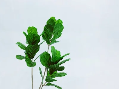 Fiddle Leaf Fig plant