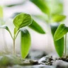 Seed Germination plant