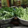 Water Spinach plant