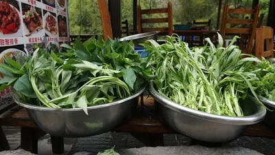Water Spinach plant