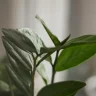 ZZ Plant plant