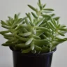 Burro's Tail Succulent plant