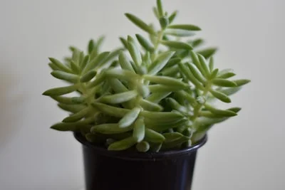 Burro's Tail Succulent plant