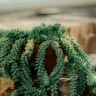 Donkey's Tail Succulent plant