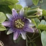 Krishna Kamal Flower plant